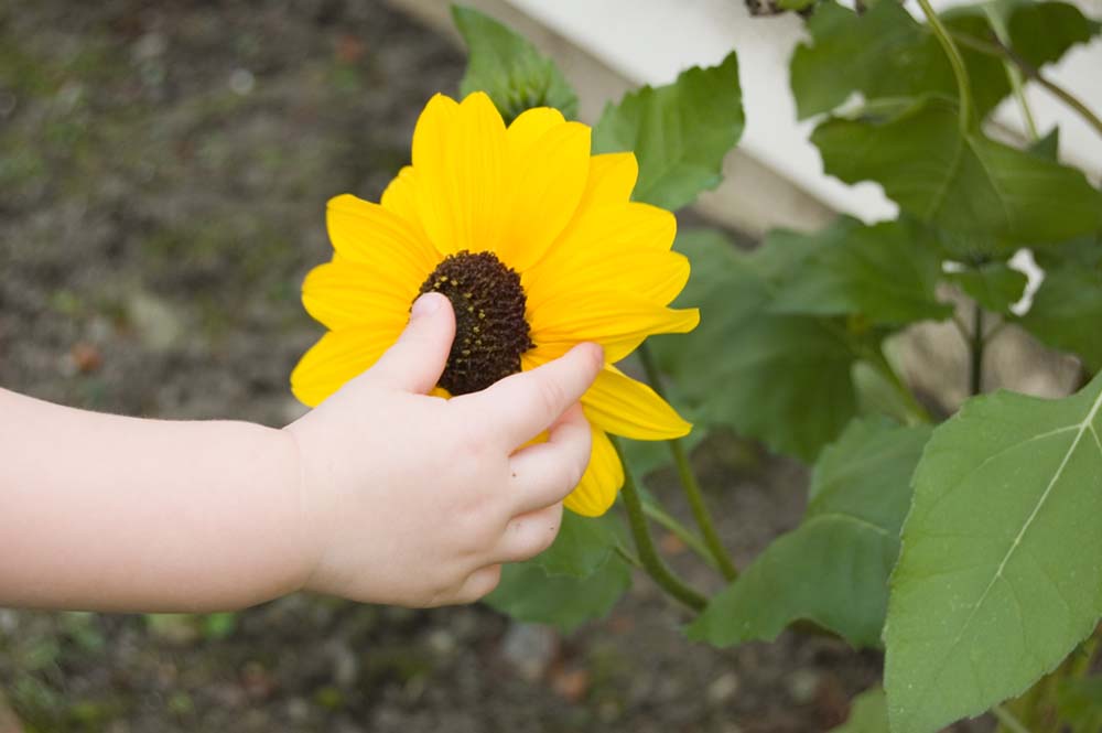 بررسی رابطه ادارک حسی و واکنش اخلاقی