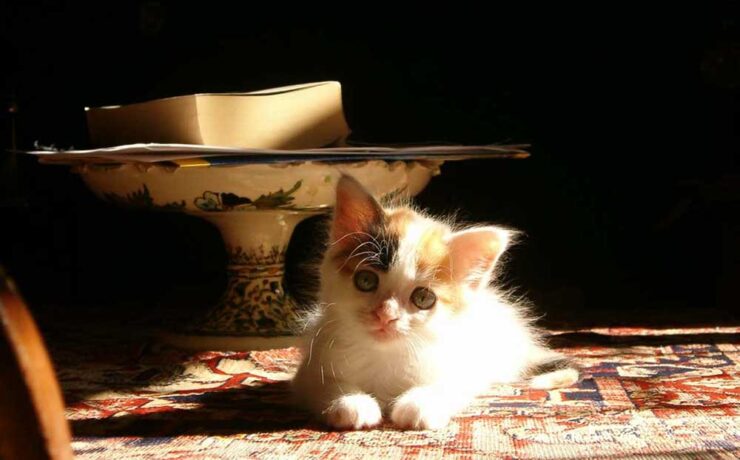 cute cat